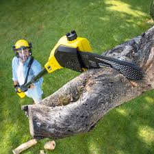  Sedgwick, KS Tree Removal Pros