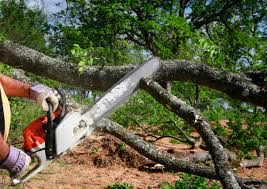 Best Firewood Processing and Delivery  in Sedgwick, KS