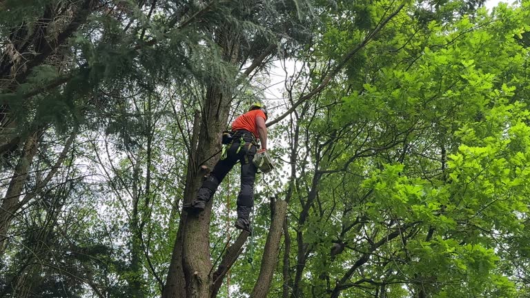 Professional Tree Removal in Sedgwick, KS