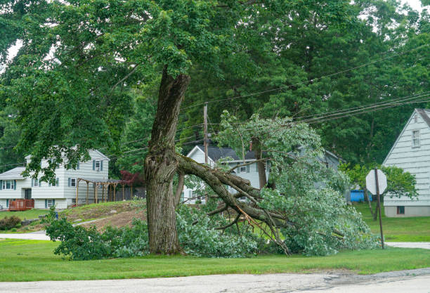Best Commercial Tree Services  in Sedgwick, KS