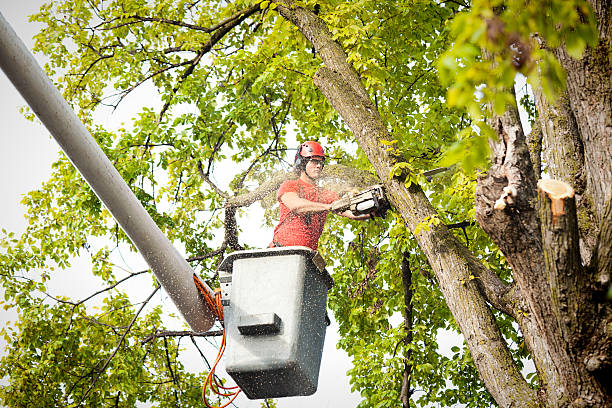 Best Hedge Trimming  in Sedgwick, KS