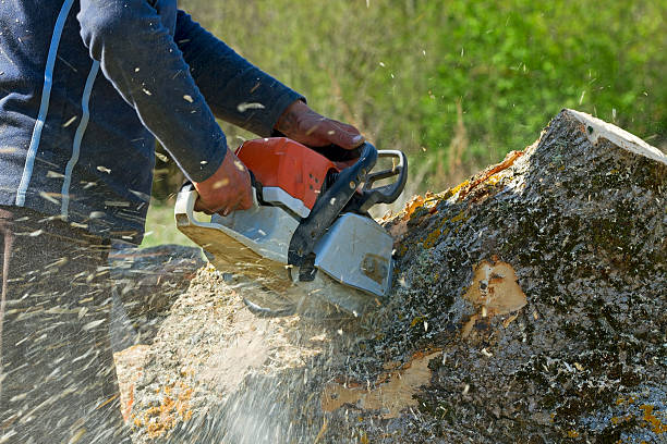 Best Pest Control for Lawns  in Sedgwick, KS