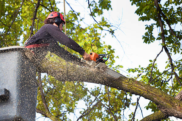 Best Tree Maintenance Programs  in Sedgwick, KS