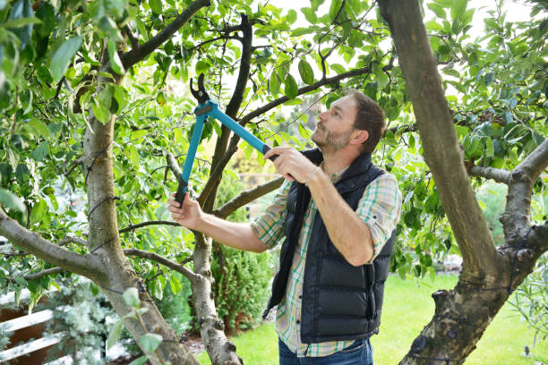Best Fruit Tree Pruning  in Sedgwick, KS